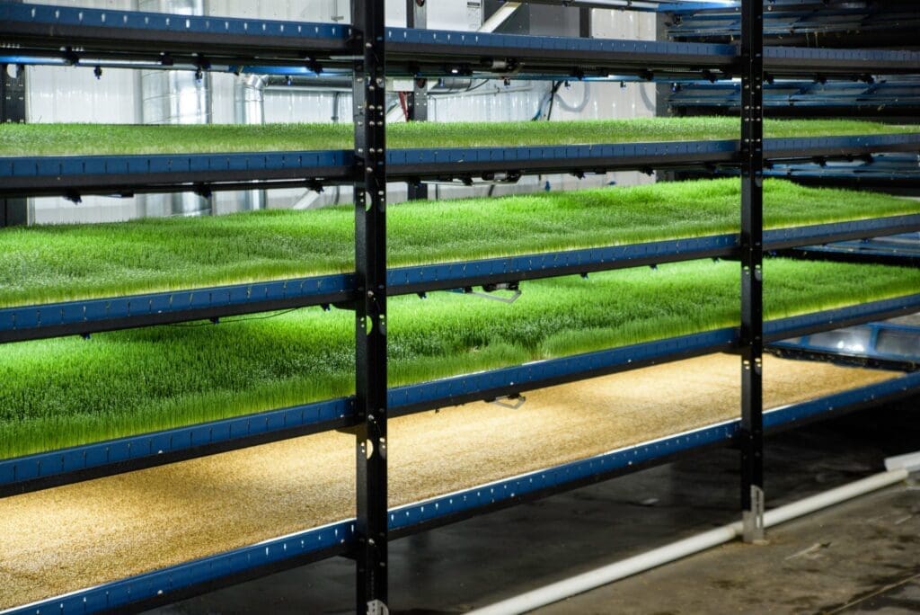 Hydrogreens Kambali